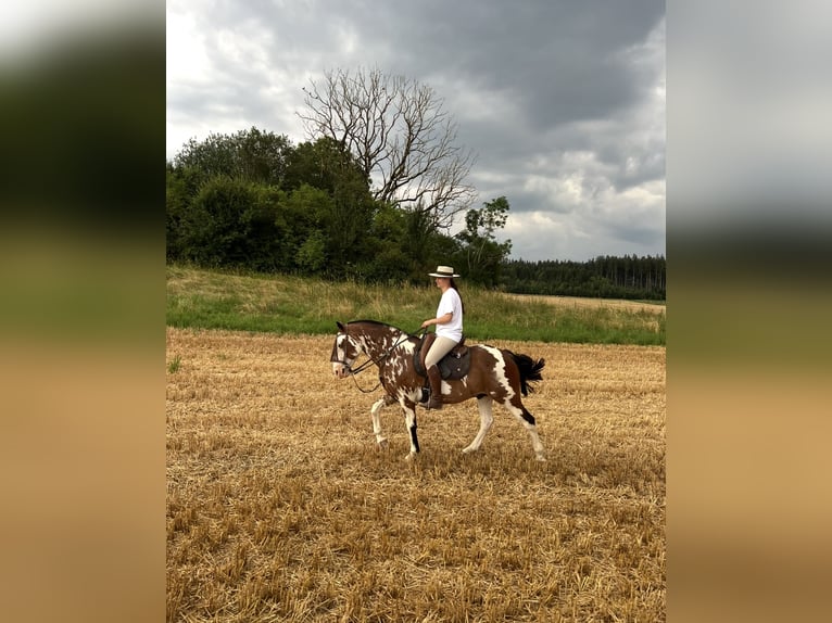 Criollo Wałach 10 lat 148 cm Overo wszelkich maści in Gräfelfing