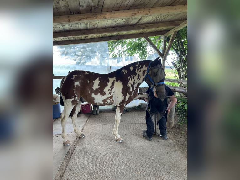 Criollo Wałach 10 lat 148 cm Overo wszelkich maści in Gräfelfing