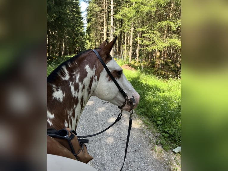 Criollo Wałach 10 lat 148 cm Overo wszelkich maści in Gräfelfing