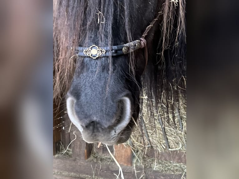 Criollo Mix Wałach 11 lat 143 cm Bułana in Weilheim in Oberbayern