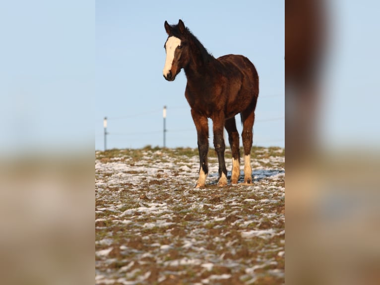 Criollo Wałach 2 lat 140 cm Ciemnogniada in Jengen