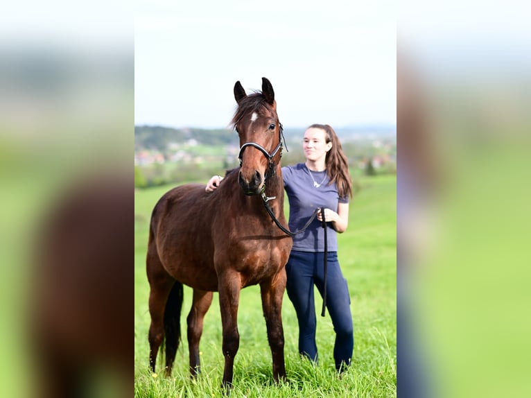 Criollo Mix Wałach 2 lat 145 cm Gniada in Voitsberg