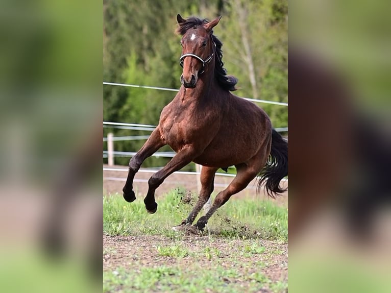 Criollo Mix Wałach 2 lat 145 cm Gniada in Voitsberg