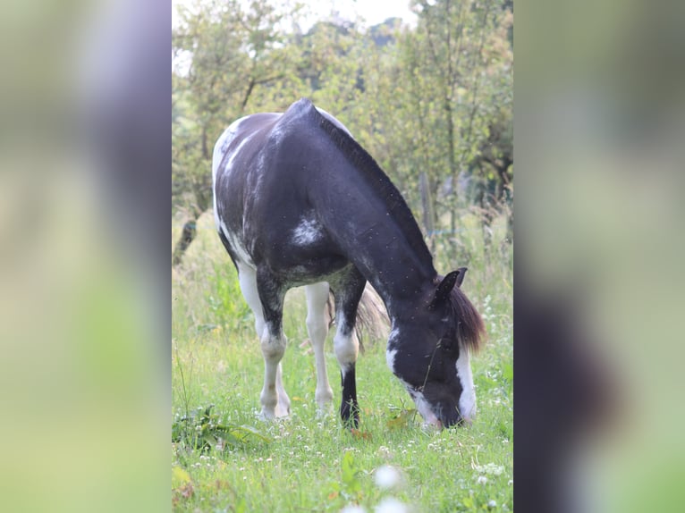 Criollo Wałach 9 lat 148 cm Overo wszelkich maści in Koblenz