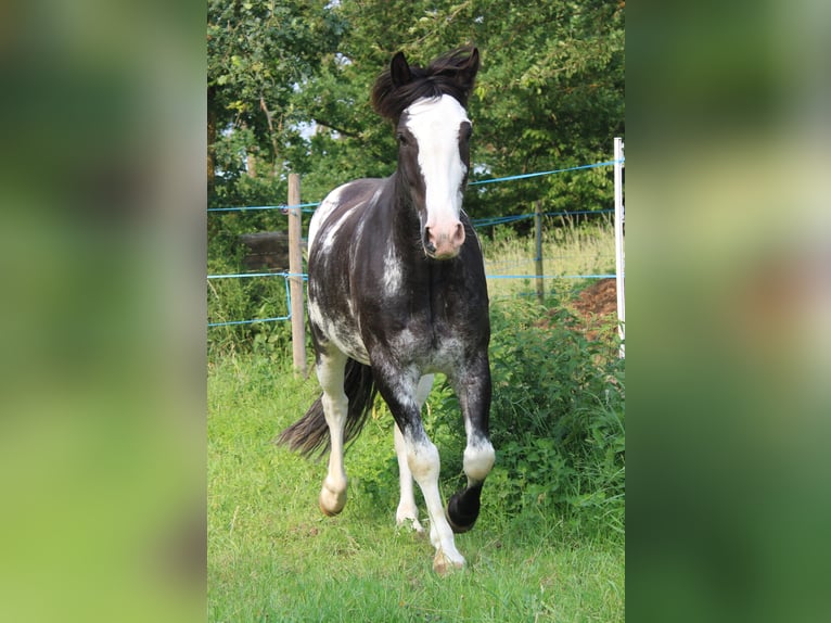 Criollo Wałach 9 lat 148 cm Overo wszelkich maści in Koblenz