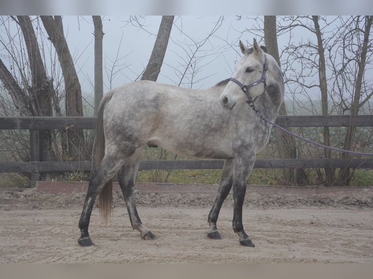 Criollo Mix Wałach 9 lat 156 cm Siwa in Veigy-Foncenex