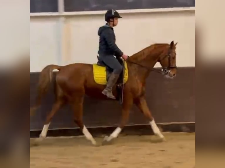 Criollo Mix Wałach 9 lat 164 cm Kasztanowata in Hamburg