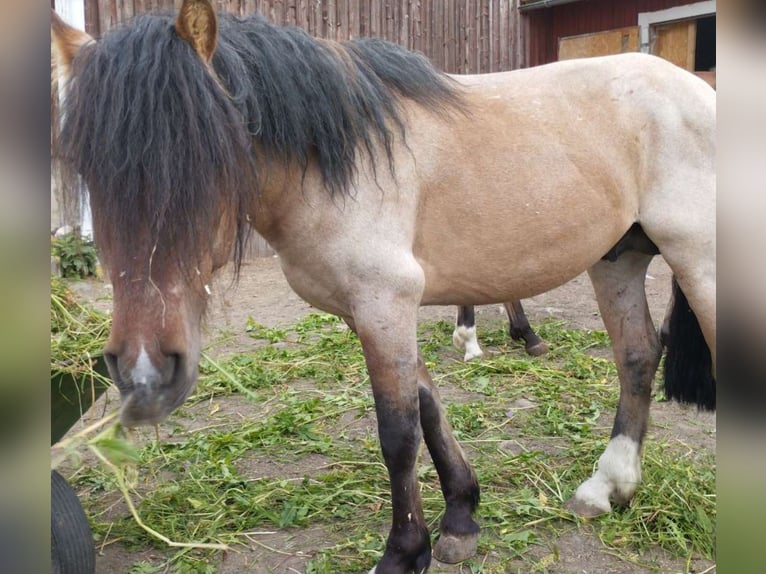 Criollo Wałach 3 lat 140 cm Kasztanowatodereszowata in Ullånger