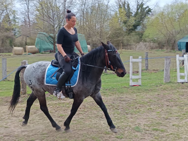 Criollo Wallach 10 Jahre 145 cm Roan-Blue in Berlin