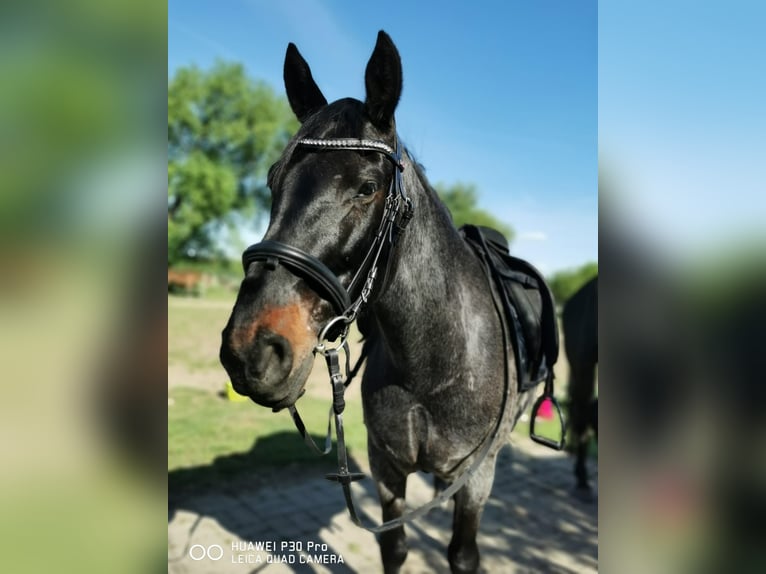 Criollo Wallach 10 Jahre 145 cm Roan-Blue in Berlin