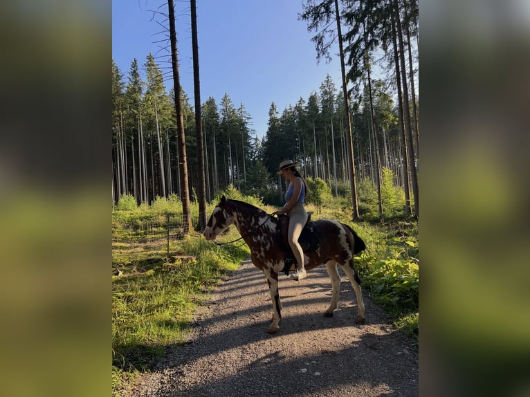 Criollo Wallach 10 Jahre 148 cm Overo-alle-Farben in Gräfelfing