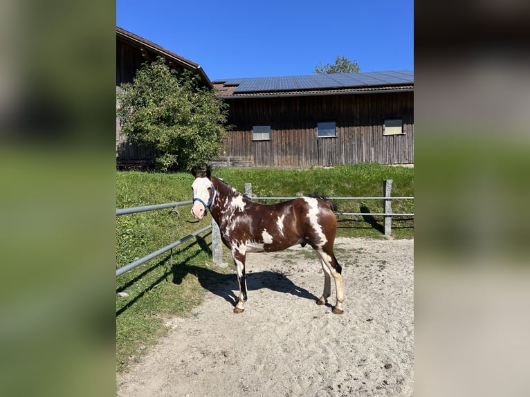 Criollo Wallach 10 Jahre 148 cm Overo-alle-Farben in Gräfelfing