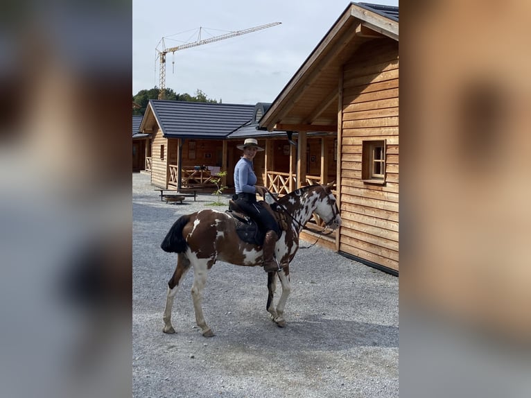 Criollo Wallach 10 Jahre 148 cm Overo-alle-Farben in Gräfelfing