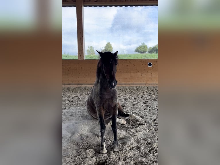 Criollo Wallach 10 Jahre 156 cm Brauner in Wolfegg