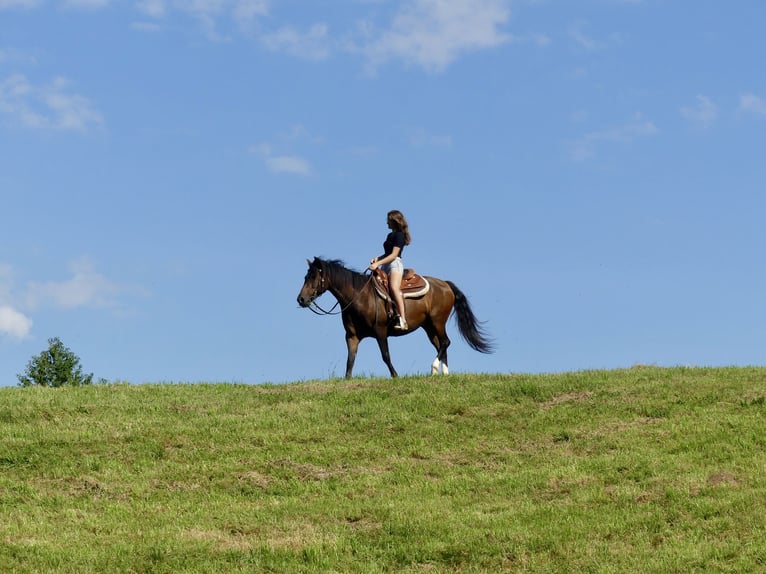 Criollo Wallach 10 Jahre 156 cm Brauner in Wolfegg