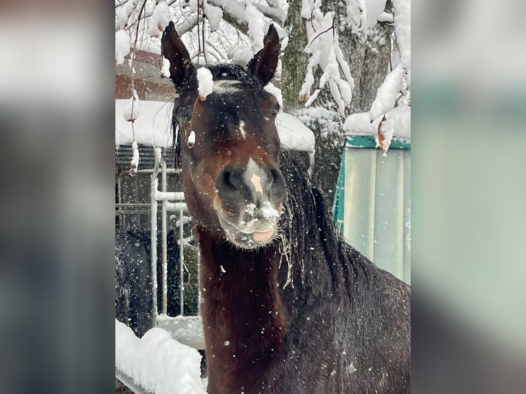 Criollo Wallach 10 Jahre 156 cm Brauner in Wolfegg