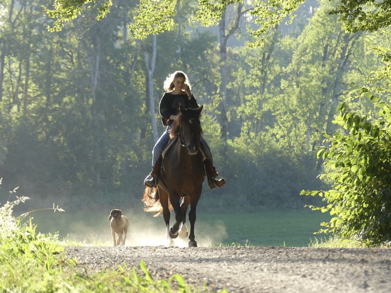 Criollo Wallach 10 Jahre 156 cm Brauner in Wolfegg