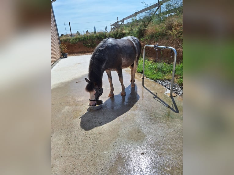 Criollo Mix Wallach 11 Jahre 142 cm Kann Schimmel werden in Schwaigern