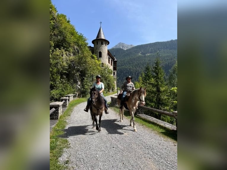 Criollo Mix Wallach 11 Jahre 143 cm Falbe in Weilheim in Oberbayern