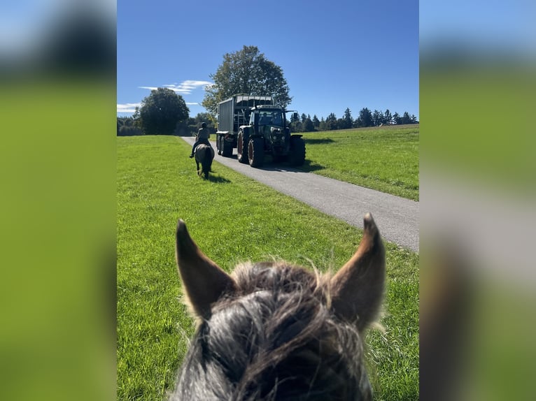 Criollo Mix Wallach 11 Jahre 143 cm Falbe in Weilheim in Oberbayern