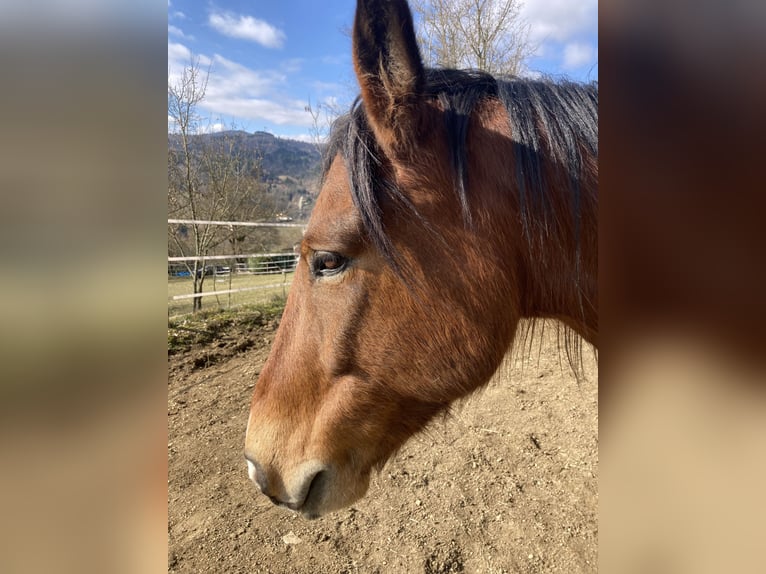 Criollo Mix Wallach 11 Jahre 145 cm Brauner in Castel Focognano