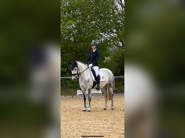 Criollo Wallach 11 Jahre 146 cm Apfelschimmel in Bad Soden-Salm&#xFC;nster