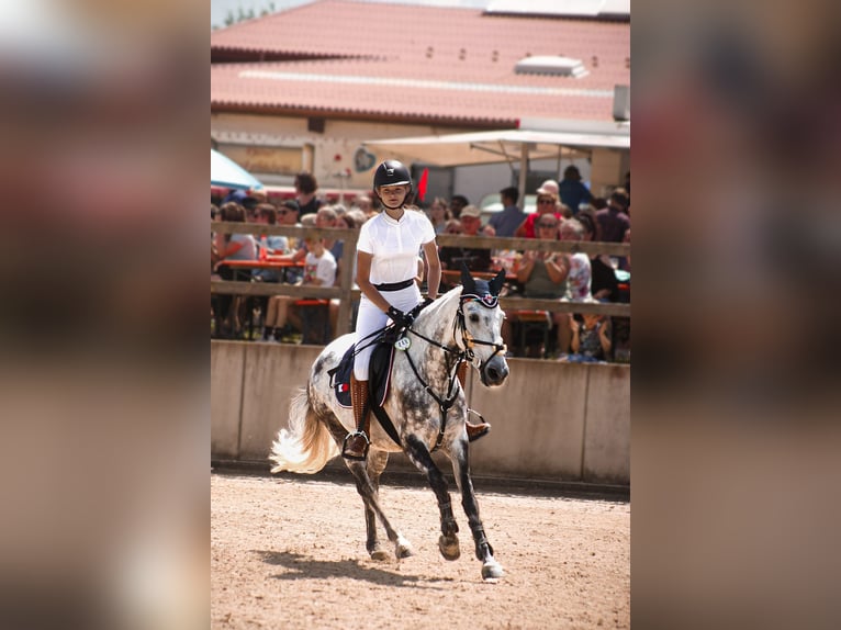 Criollo Wallach 11 Jahre 146 cm Apfelschimmel in Bad Soden-Salm&#xFC;nster