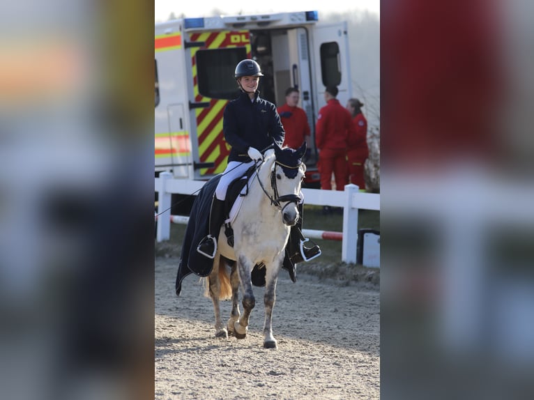 Criollo Wallach 11 Jahre 146 cm Apfelschimmel in Bad Soden-Salm&#xFC;nster
