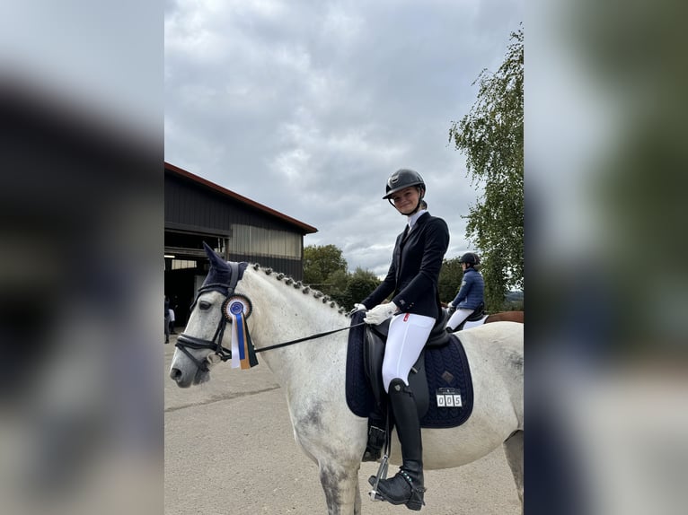 Criollo Wallach 11 Jahre 146 cm Apfelschimmel in Bad Soden-Salm&#xFC;nster