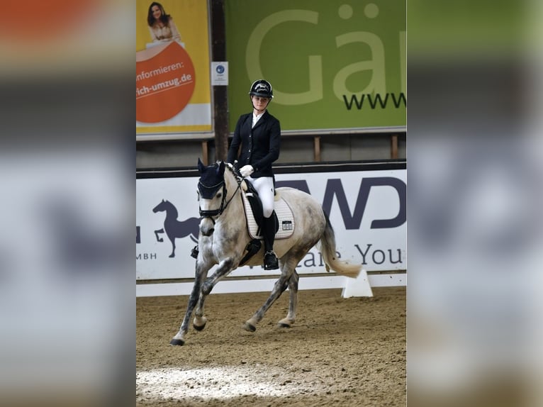 Criollo Wallach 11 Jahre 146 cm Apfelschimmel in Bad Soden-Salm&#xFC;nster