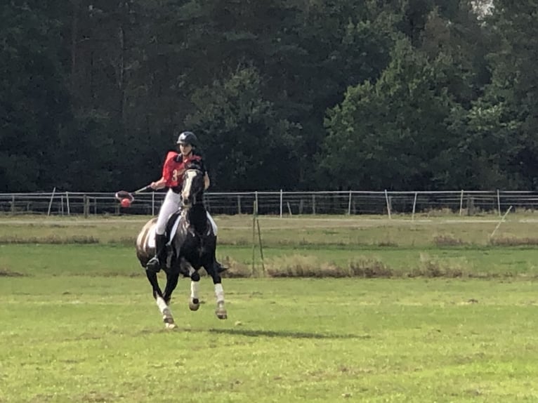 Criollo Wallach 11 Jahre 155 cm Rappe in Bienenbüttel