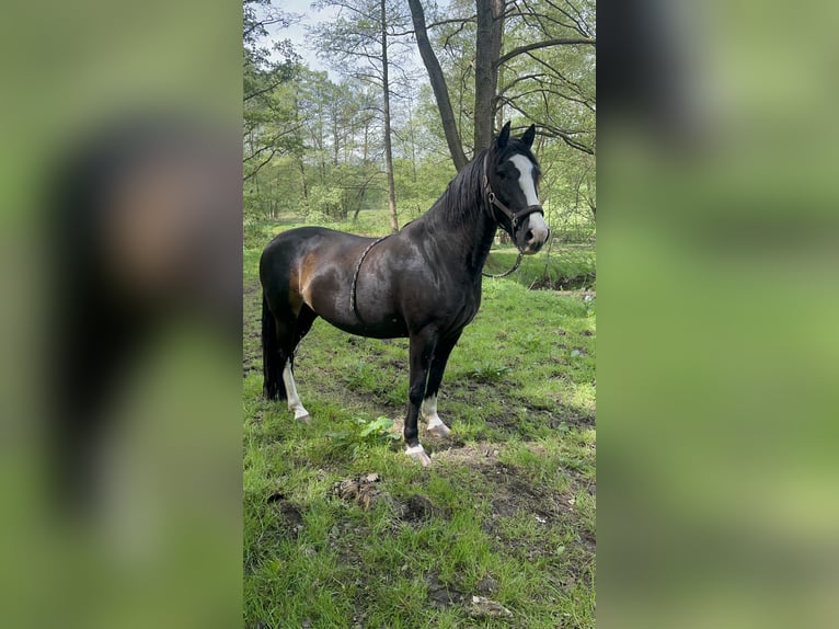 Criollo Wallach 11 Jahre 155 cm Rappe in Bienenbüttel