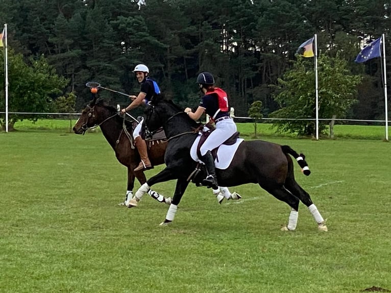 Criollo Wallach 11 Jahre 155 cm Rappe in Bienenbüttel
