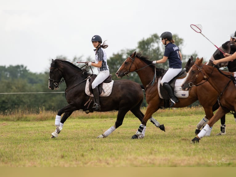 Criollo Wallach 11 Jahre 155 cm Rappe in Bienenbüttel
