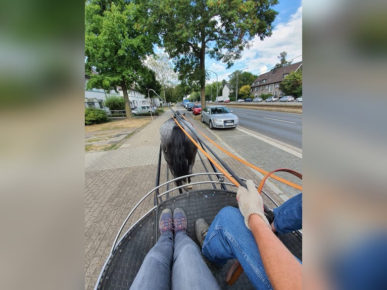 Criollo Wallach 12 Jahre 150 cm  in Essen