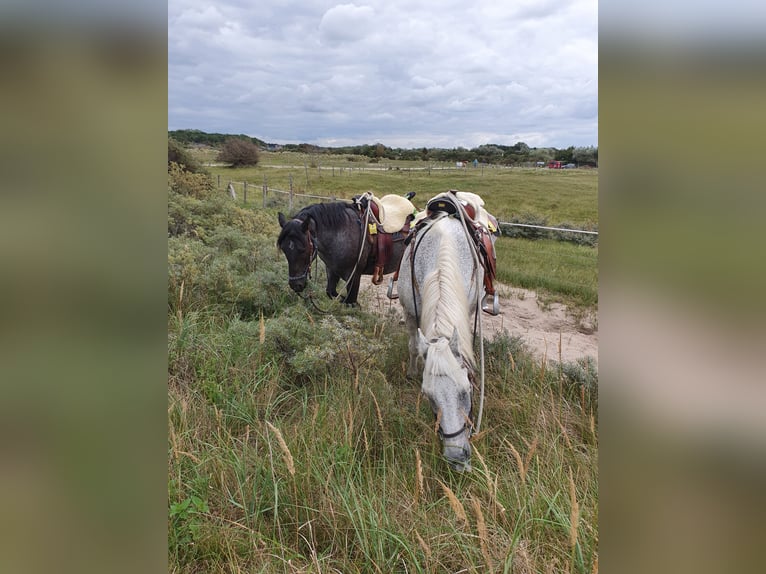 Criollo Wallach 12 Jahre 150 cm  in Essen