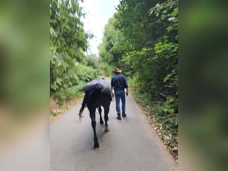 Criollo Wallach 12 Jahre 150 cm  in Essen