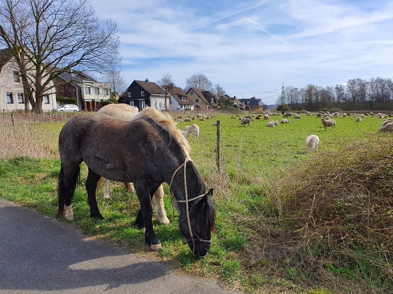 Criollo Wallach 12 Jahre 150 cm  in Essen