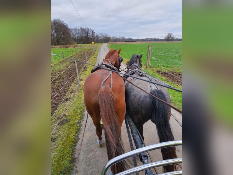 Criollo Wallach 12 Jahre 150 cm  in Essen