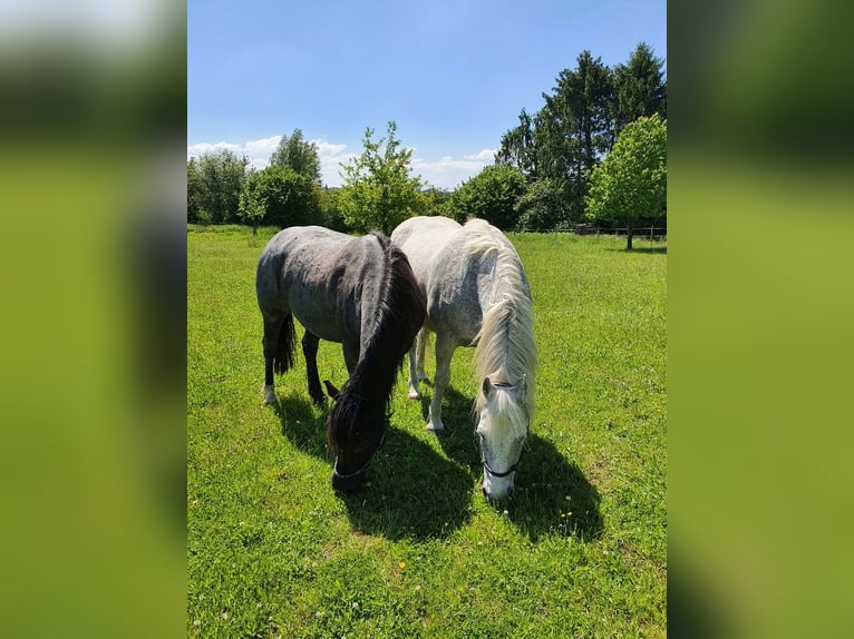 Criollo Wallach 12 Jahre 150 cm  in Essen