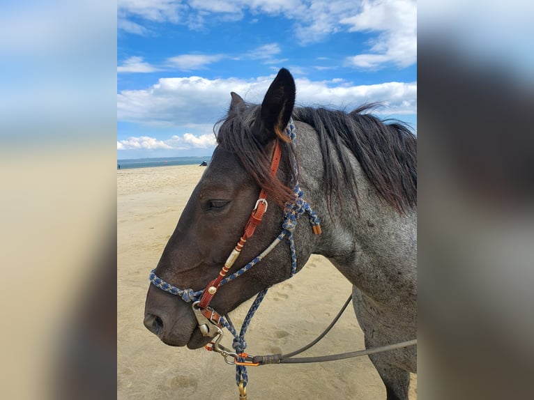 Criollo Wallach 12 Jahre 150 cm  in Essen