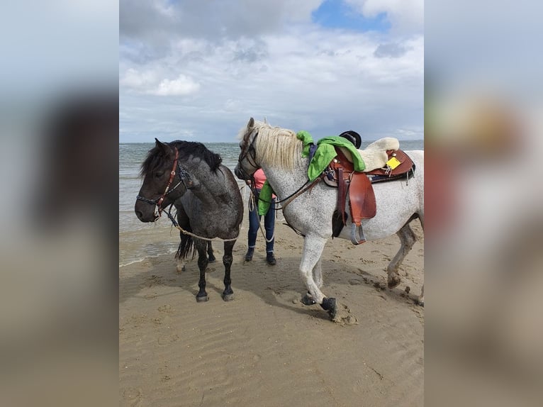 Criollo Wallach 12 Jahre 150 cm  in Essen