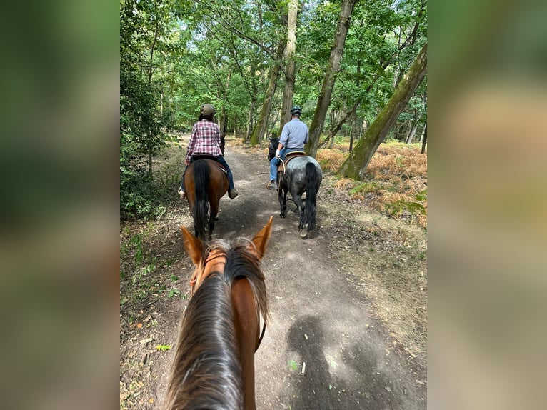 Criollo Wallach 12 Jahre 150 cm  in Essen