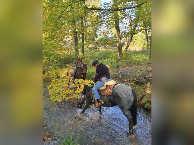 Criollo Wallach 12 Jahre 150 cm  in Essen