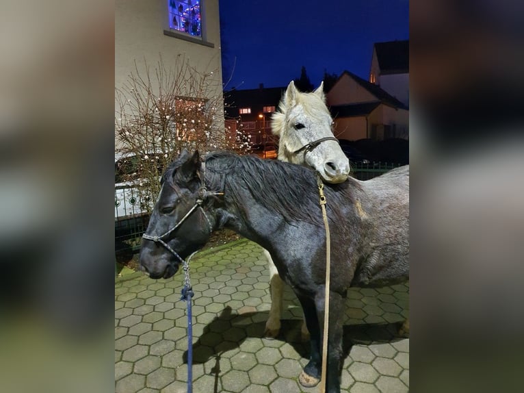 Criollo Wallach 12 Jahre 150 cm  in Essen