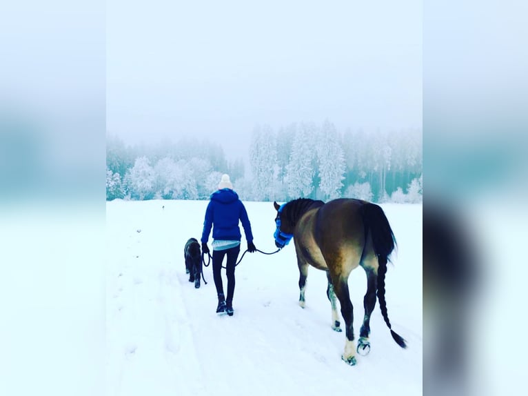 Criollo Wallach 13 Jahre 149 cm Falbe in Heimbuchenthal