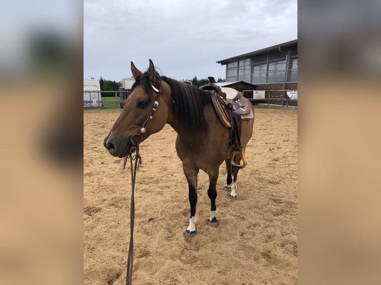Criollo Wallach 13 Jahre 149 cm Falbe in Heimbuchenthal