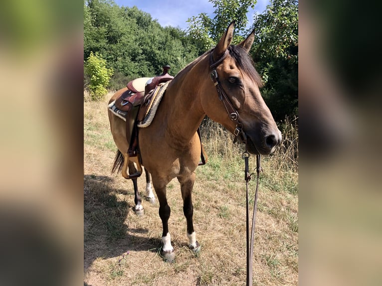 Criollo Wallach 13 Jahre 149 cm Falbe in Heimbuchenthal