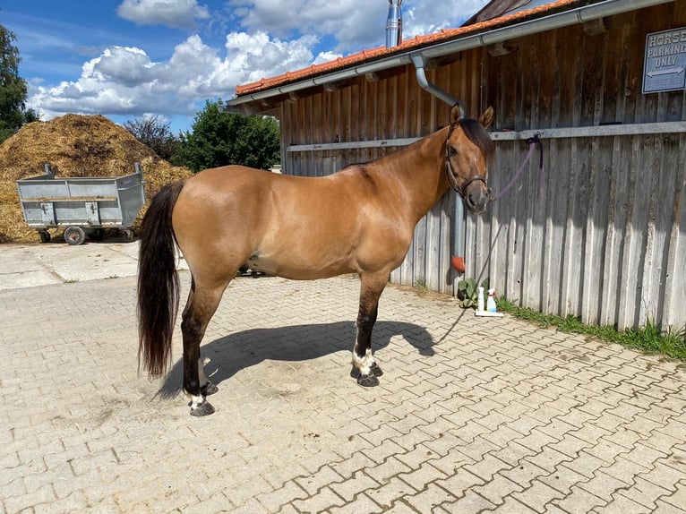 Criollo Wallach 13 Jahre 149 cm Falbe in Heimbuchenthal