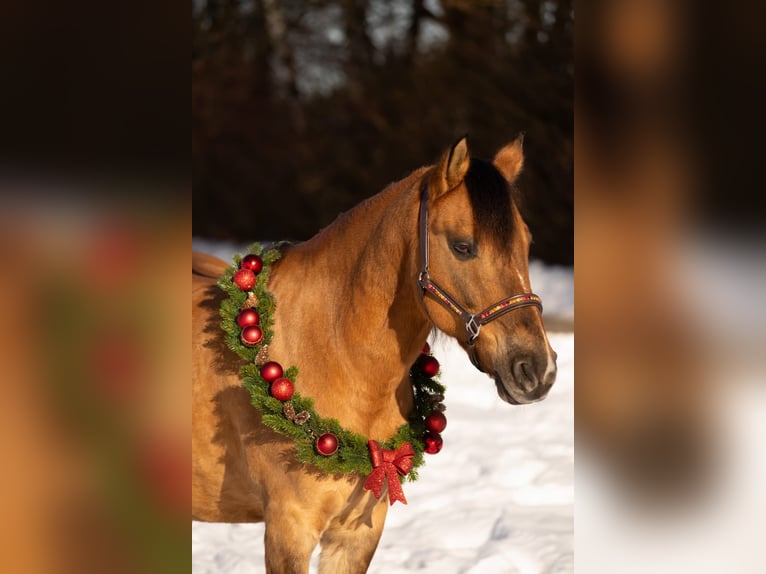 Criollo Wallach 13 Jahre 149 cm Falbe in Heimbuchenthal